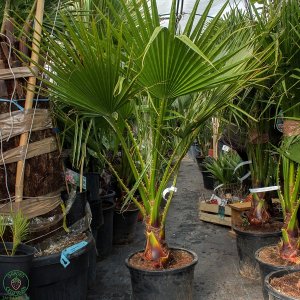 Mexická palma (Washingtonia Robusta) – výška kmeňa 15-30 cm, celková výška 80-120 cm (-4°C) 